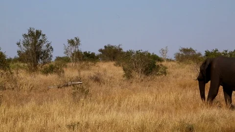 Walking wild elephant Stock Footage 93049324