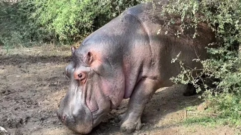 A walking wild hippo in slow motion Stock Footage 256298376