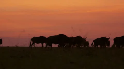 Walking wildebeests at dawn, orange sky Stock Footage 12658677