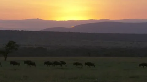 Walking wildebeests at dawn, orange sky Stock Footage 12658682