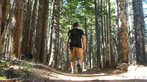 Walking Wilderness Trail Stock Footage 12027356