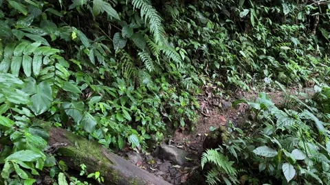 Walking on a Winding Jungle Path, Lush Green Tropical Rainforest, POV Shot Stock Footage 324849750