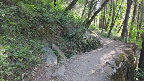 Walking on winding path through california forest in summer Stock Footage 287756314