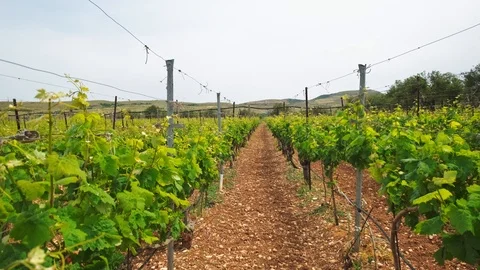 Walking in wineyard Stock Footage 111517681