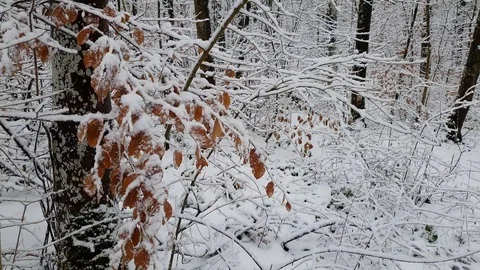 Walking in a winter forest during a snowfall Stock Footage 100918839