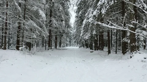 Walking to the winter forest Stock Footage 72620688