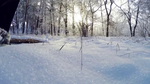 Walking in the winter forest. Video stock 84985551