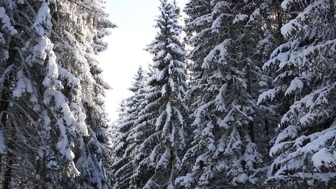 Walking in winter forest Stock Footage 95528092