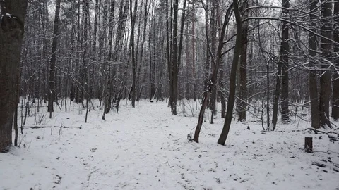 Walking in a winter forest Stock Footage 100023576