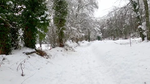 Walking in the winter forest. Stock-Footage 146340482