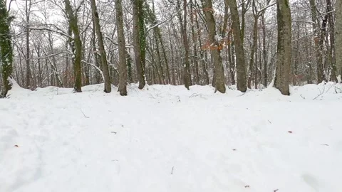 Walking in the winter forest. Stock Footage 146341855