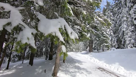 Walking in winter forest Stock Footage 161395629