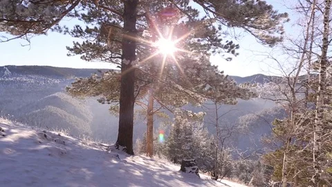 Walking in the winter forest. Light through the trees. Stock Footage 69966577