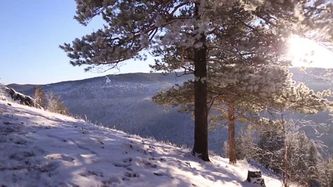 Walking in the winter forest. Light through the trees. Stock Footage 70046845