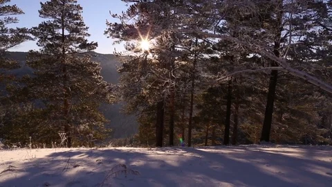 Walking in the winter forest. Light through the trees. Stock Footage 70047599