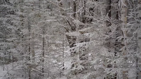 Walking in winter forest park with trees covered by snow. Icy woods Video stock 129546936