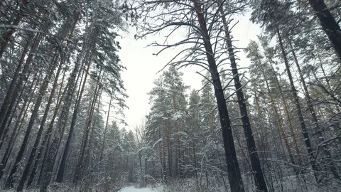 Walking in winter forest. Steadicam shot Stock Footage 87445661