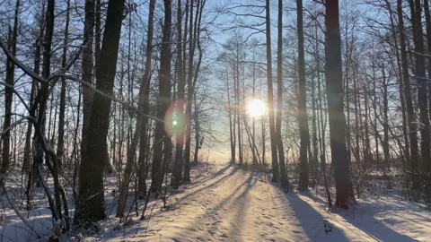 Walking in winter forest with sunny and a lot of snow Stock Footage 149596929