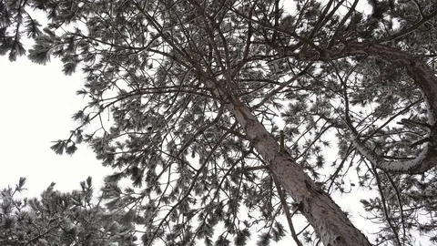 Walking in winter pine forest, looking at sky. Looking up at treetops in winter Stock Footage 72166550