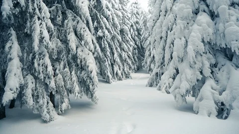Walking in winter snowy forest with tall spruce and pine trees covered with snow Stock Footage 120052075
