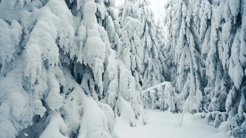 Walking in winter snowy forest with tall spruce and pine trees covered with snow Stock Footage 120053435