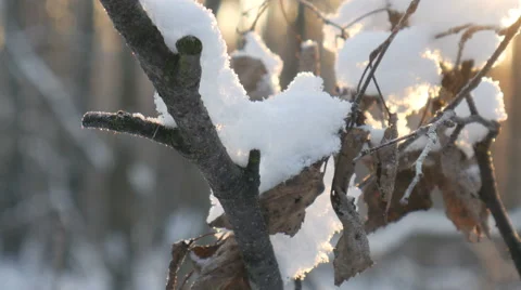 Walking in the Winter Woods Stock Footage 58937672