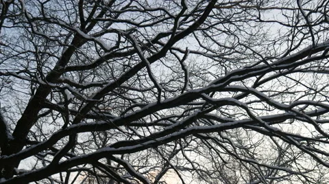 Walking in the Winter Woods 스톡 동영상 58937791