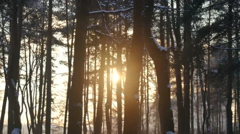Walking in the Winter Woods Stock Footage 58938066