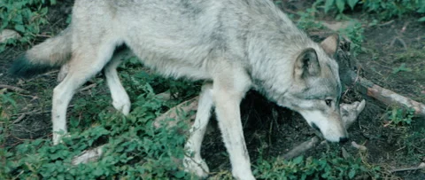 Walking wolf slow motion animals Stock Footage 168329091