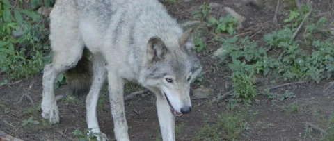Walking wolf slow motion in forest Stock Footage 168329141