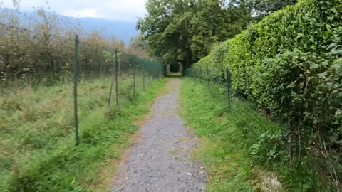 Walking in the wood path Video stock 286393067