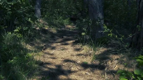 Walking into the wood on a small road Stock Footage 111139217