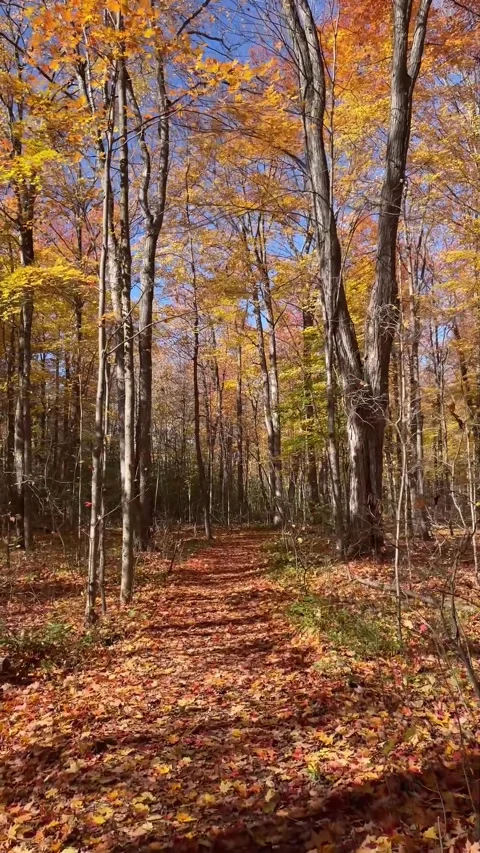 Walking in wooded path in autumn Vídeo Stock 323740571