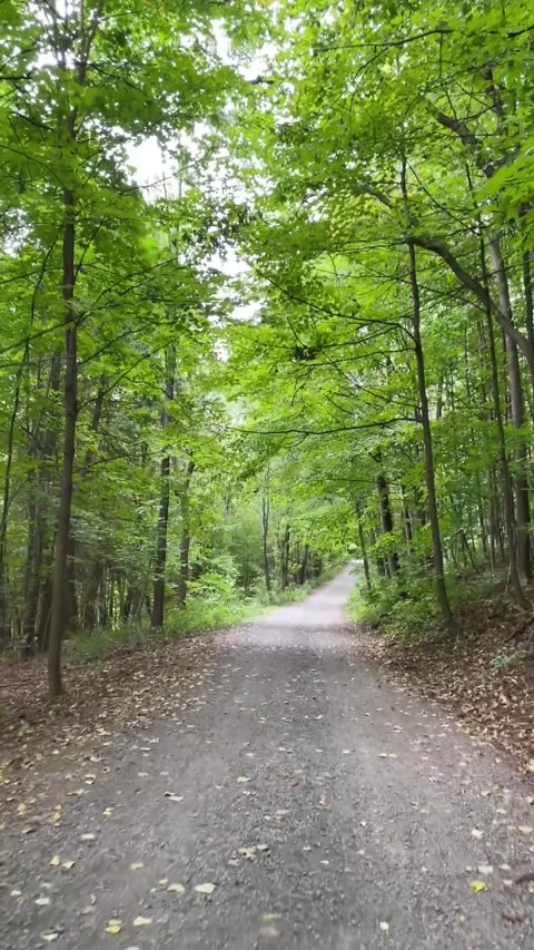 Walking in wooded path Vídeo Stock 323661851