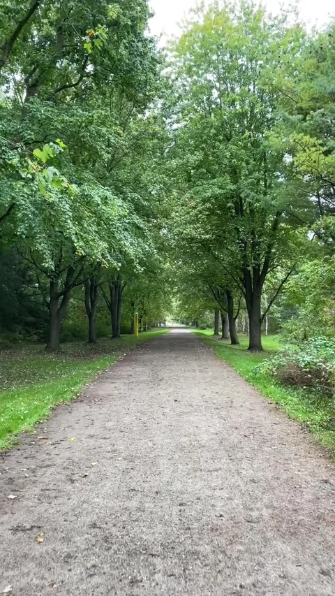 Walking in wooded path Vídeo Stock 323661856