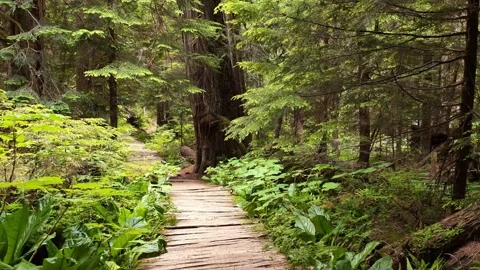Walking on wooden boardwalk path through lush green forest Stock Footage 338418958