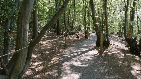 Walking in the woods alone in 4k Vídeo Stock 127290415