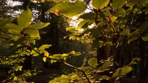 Walking into the woods with beautiful sun flares Stock Footage