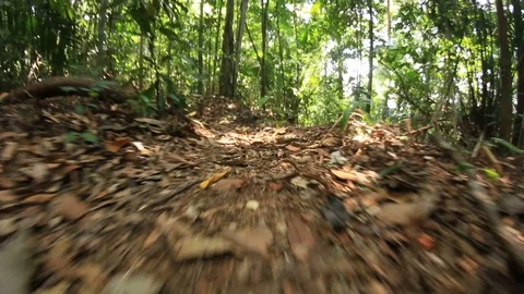 Walking in woods camera Low wide angle Stock Footage 121375825