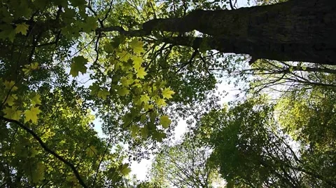 Walking in the Woods Video stock 4681991