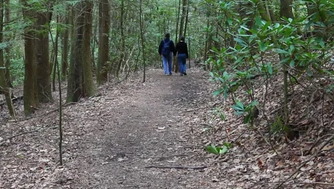 Walking in the woods Stock Footage 4886260