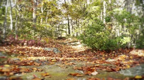 Walking Into Woods 스톡 동영상 12295461