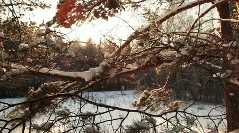 Walking in the woods Stock Footage 22342728