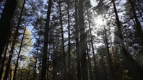 Walking in the woods Stock Footage 22384980