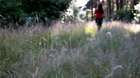 Walking In The Woods 動画素材 41582654