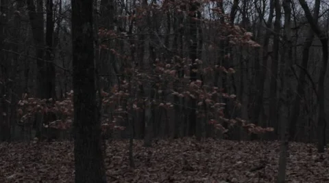 Walking in the woods Vidéo 45188030