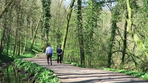 Walking in the woods Stock Footage 49691815