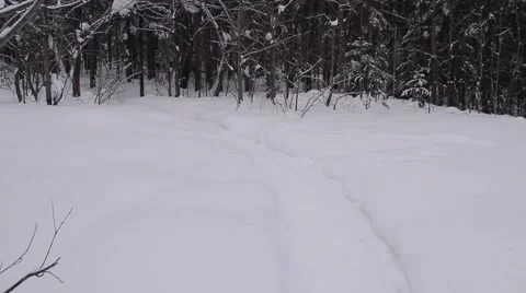 Walking in the woods Vidéo 60981665