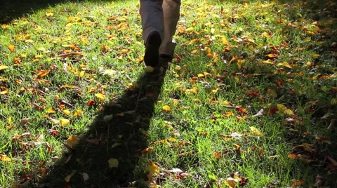 Walking in the woods Stock-Footage 66429905