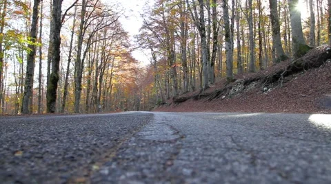 Walking in the woods Stock-Footage 66429923